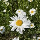 필무드(fillmood) | 파주 필무드 데이지 실시간 개화현황🌼 애견동반 인생샷 명소 주차부터 메뉴까지 총정리