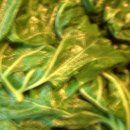 황골농장 이미지