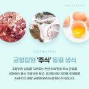 오션 캣 이미지