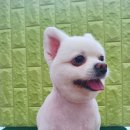 아지양이 펫샵 이미지