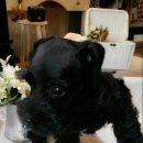 오드리 독 이미지