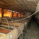 영명농장 이미지