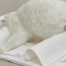 플러피펫 이미지