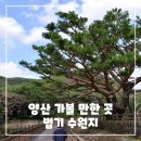 법기수원지 | 양산 가볼 만한 곳, 법기 수원지 후기 - 반송 나무가 정말 예쁜 산책 명소