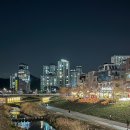 용암천4 | 남양주 벚꽃 명소 추천 별내카페거리 | 용암천 따라 걷기 좋은 산책길 ♥ (실시간 개화 상황)