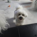 이소리111 멍펜션 이미지