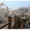 꽃보라동산 이미지