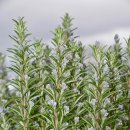 로즈마리 이미지