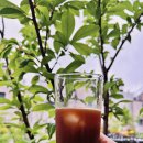 아이스세상 | 시원한 홈카페 레시피 KANU 카누 아이스 샷 아메리카노 맛 후기!