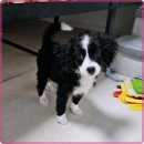 멍벤져스 | 안전하고 믿을 수 있는 인천 애견샵 멍벤져스 후기