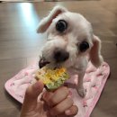 까까달래 이미지