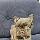 수원고양이분양 드림캣 안심분양센터 이미지