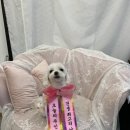 펫존&견생컷 이미지