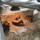 쌍둥이축산 이미지