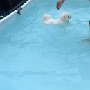 다둥 반려견 호텔 유치원 | [천안 애견유치원 : 마조르댕] 반려견 유치원, 호텔 마조르댕 내돈내산 후기