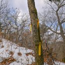 월랑월랑 이미지