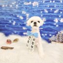 유로애견샵 이미지