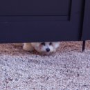 udogpia 유독피아 | 반려견과 함께 하는 힐링 여행 @유독피아 Udogpia /강원도 홍천