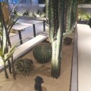 펠리체빈(Felice bean) 이미지