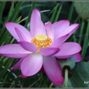 강주연못 이미지