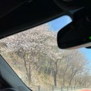 제천 청풍호반 오토캠핑장 A2사이트 / 벚꽃 없는 벚꽃캠핑 + 요토플러스와의 작별,,☆ (24.3.29~3.31)