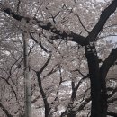 4월의 꽃1 벚꽃 - 구례 쌍계사 벚꽃 십리길, 찻집 단야, 카페 더 로드101 이미지