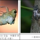 숲속에서 매미들의 연가(戀歌)들의 합창소리 이미지