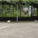 힐나인골프장 이미지