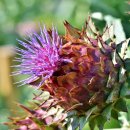 아티초크 호텔 이미지