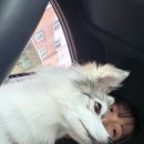 시흥 | [시흥 애견카페] 드넓은 잔디 마당이 있는 레인바우 시흥점 후기