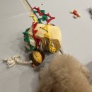 어바웃 댕댕 이미지