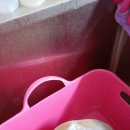 멍이랑몽이 미용 이미지