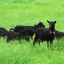 동산흑염소 이미지