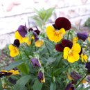 SG스크린골프연습장 삼봉점 이미지