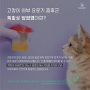 펫동물병원 이미지