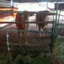 행복한 소농장 이미지