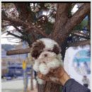부산강아지분양 알프펫 이미지
