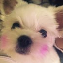 봄내동물병원 이미지