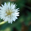 민들레 영농조합법인 이미지