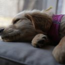 마음을 나누는 동물병원 이미지