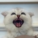 야옹아 멍멍해봐(조례호수점) 네이버블로그