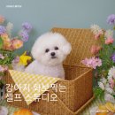 강아지 셀프 화보 그리고 가족 사진까지 3355 스튜디오 후기