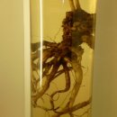 인삼전시관 이미지