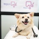 성남 시립동물병원 이미지