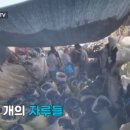 절임식품 이미지
