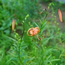 중나리Lilium leichtlinii var. maximowiczii (Regel)Baker 이미지