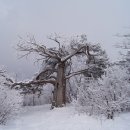 백 산 이미지