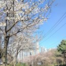 희망체육공원 족구장 | 원적산공원 벚꽃 개화 현황 주차 단속 정보 축구장 실시간 방문 후기