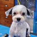 대구애견미용학원 강아지에게 진심이 느껴지는 캄애견미용학원 수강후기