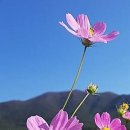 코스모스 이미지